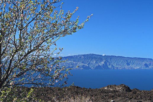 9 feb 2021 Fioritura mandorli